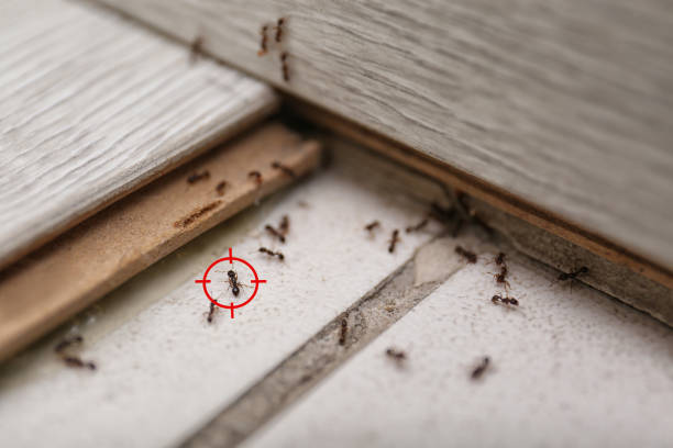 Best Affordable Pest Control Services  in Fraser, MI