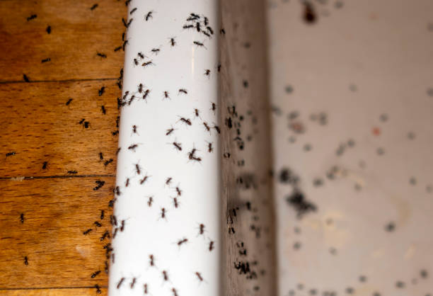 Best Local Pest Control Services  in Fraser, MI